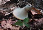 Picipes badius