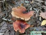 Picipes badius