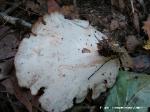 Picipes badius