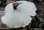 Picipes badius