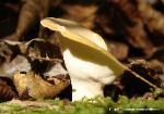 Picipes badius