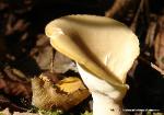 Picipes badius