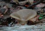 Picipes badius