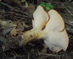 Polyporus radicatus