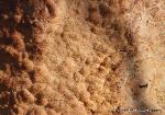 Postia placenta