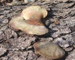 Trametes cinnabarina