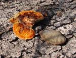 Trametes cinnabarina