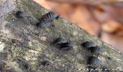 Resupinatus alboniger