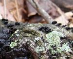 Resupinatus alboniger