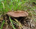 Hydnellum scabrosum