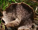 Hydnellum scabrosum