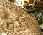 Hydnellum scabrosum
