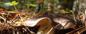 Tricholoma portentosum