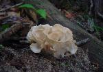 Sparassis spathulata