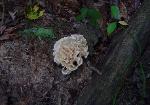Sparassis spathulata