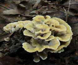 Thelephora vialis
