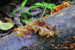 Phaeotremella frondosa