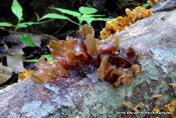 Phaeotremella frondosa