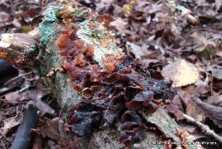 Phaeotremella frondosa