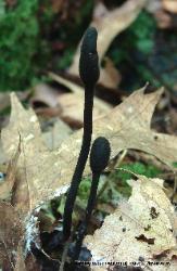 Trichoglossum walteri