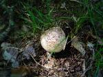 Tricholoma caligatum