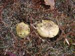 Tricholoma equestre