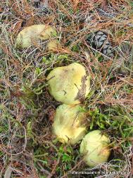 Tricholoma equestre
