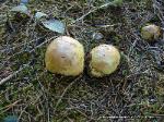 Tricholoma intermedium