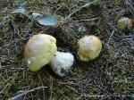 Tricholoma intermedium