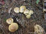 Tricholoma intermedium