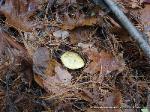 Tricholoma intermedium