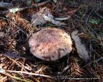 Tricholoma pessundatum