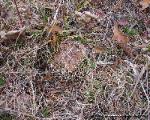 Tricholoma pessundatum