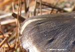 Tricholoma portentosum