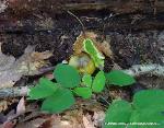 Tricholoma sejunctum