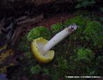 Tricholoma sejunctum
