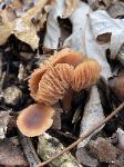 Tubaria furfuracea