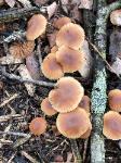 Tubaria furfuracea