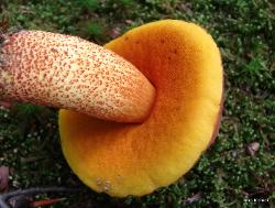 xerocomus morrisii 