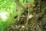 Oudemansiella furfuracea