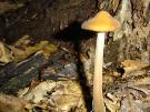 Oudemansiella furfuracea