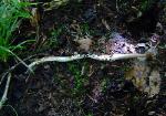 Oudemansiella furfuracea
