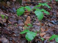 Morchella esculentoides