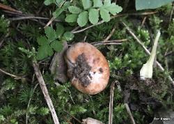Zelleromyces cinnabarinus