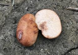Zelleromyces cinnabarinus