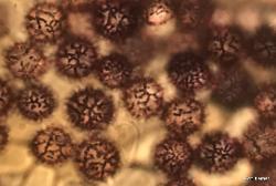 Zelleromyces cinnabarinus spores