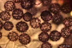 Zelleromyces cinnabarinus spores