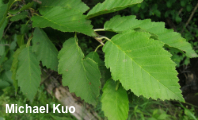 Alnus incana tenuifolia