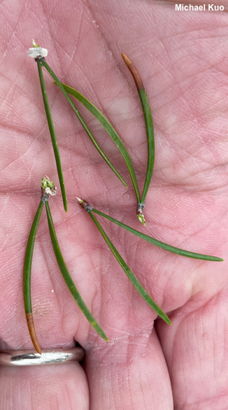 Pinus banksiana