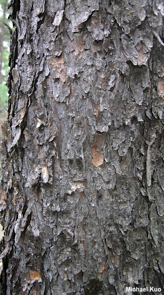 Pinus banksiana